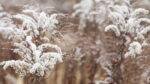 ⁦TOPAZ OAK⁩ - الصورة ⁦3⁩