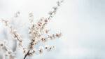 ⁦QUARTZ⁩ - الصورة ⁦3⁩