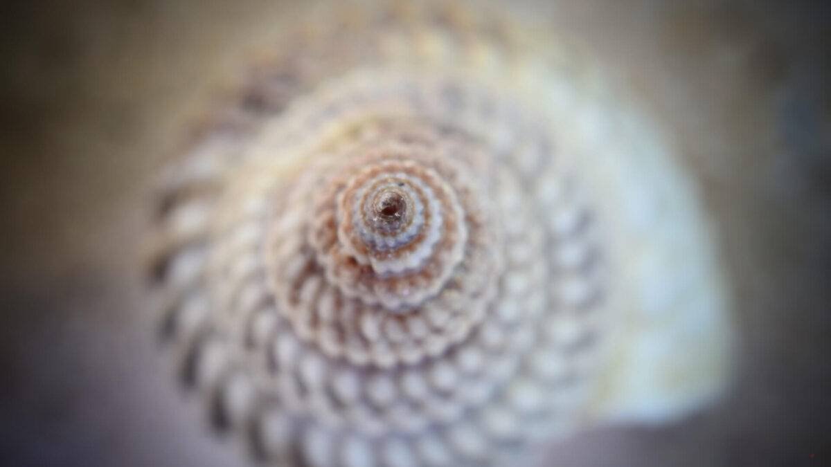 ⁦LENTO⁩ - الصورة ⁦3⁩
