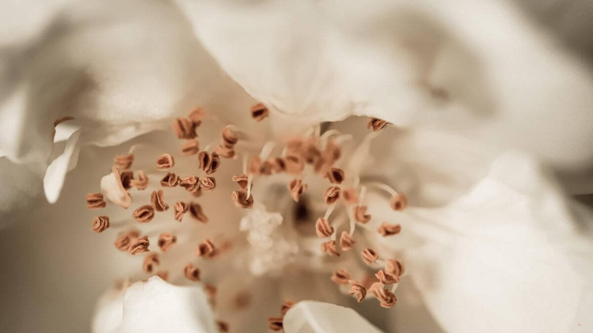 ⁦REN⁩ - الصورة ⁦3⁩